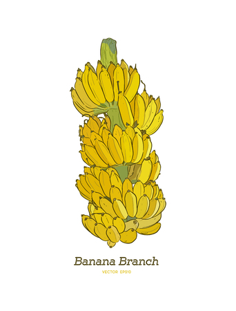Fresh banana branch hand drawn sketch illustration.のイラスト素材