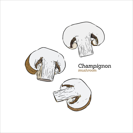 Champignon mushroom hand drawn sketch illustration.のイラスト素材