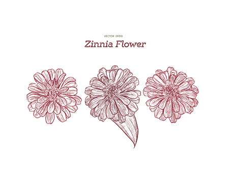 Zinnia flower, hand-drawing. Vector illustration. Botanical vector vintage illustration.のイラスト素材