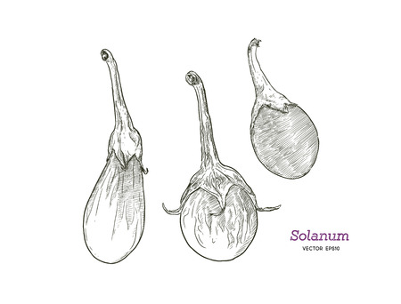 The scarlet eggplant is a fruiting plant of the genus Solanum, related to the tomato and eggplant. Hand drawing of vegetable. Vector art illustration. のイラスト素材