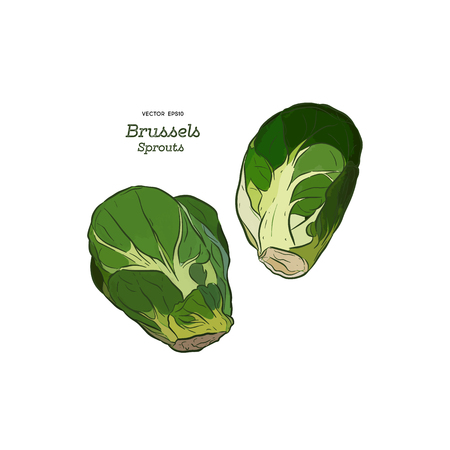 Hand drawn set of brussels sprouts. Retro sketches isolated. Vintage collection. Linear graphic design. Black and white image of vegetables. Vector illustration.のイラスト素材