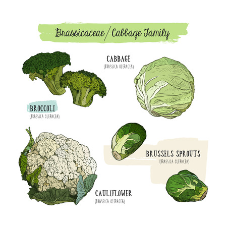 Various cabbage set.  cabbage, broccoli, Brussels sprouts, cauliflower, radish. Hand drawing sketch Vector illustration art. Vintage engraving.のイラスト素材