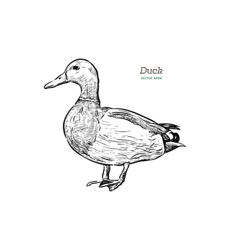Vector antique engraving illustration of mullard duck isolated on white backgroundのイラスト素材