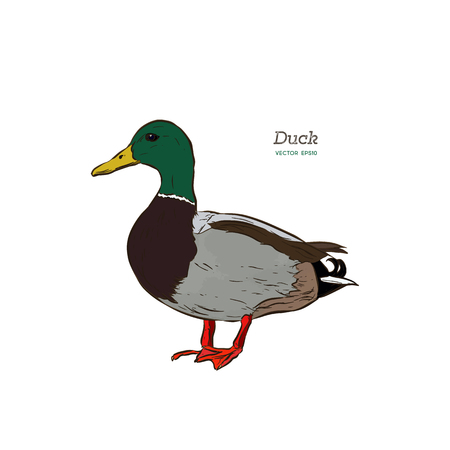 Vector antique engraving illustration of mullard duck isolated on white backgroundのイラスト素材