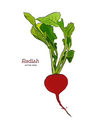 Radish hand drawn vector illustration set. Isolated Vegetable engraved style object with sliced pieces. Detailed vegetarian food drawing. Farm market product. Great for menu, label, iconのイラスト素材