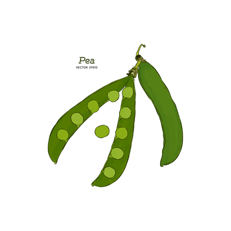 Peas hand drawn sketch on white background. Pea pods vector illustration.のイラスト素材