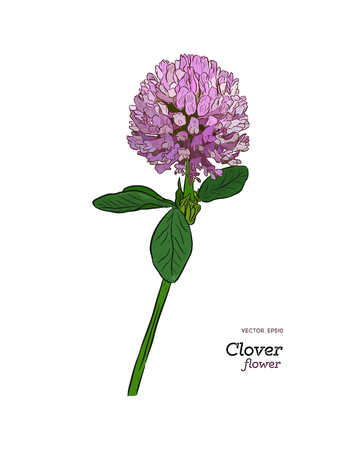 Clover flower vector drawing set. Isolated wild plant and leaves. Herbal engraved style illustration. Detailed botanical sketchのイラスト素材