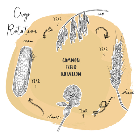 Vector of Crop rotation is the practice - ID:1-114705328 - Royalty Free ...