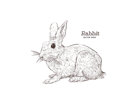 vector illustration of engraving rabbit on white backgroundのイラスト素材