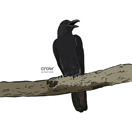 illustration of a crow, drawing by hand of a black bird for halloweenのイラスト素材