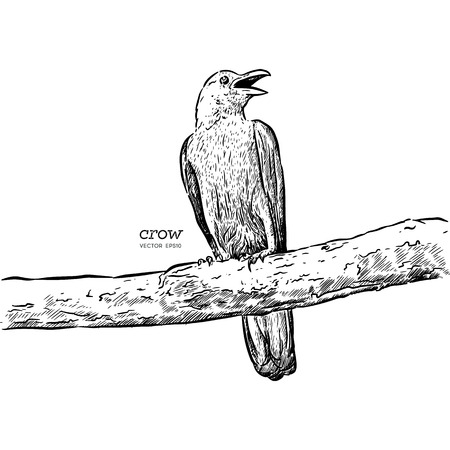 illustration of a crow, drawing by hand of a black bird for halloweenのイラスト素材