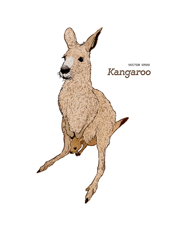 Kangaroo hand drawing. Animals of Australia series. Vintage engraving style. Vector illustration art.のイラスト素材