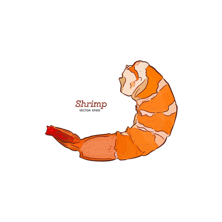 Shrimp sea Caridea animal engraving vector illustration.のイラスト素材