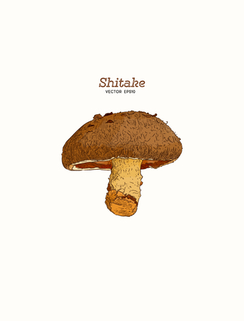 Shiitake: mushroom and a bit of shiitake. Mushroom. Vector hand drawn illustration - Vectorのイラスト素材