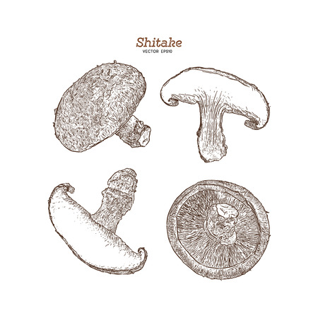 Shiitake: mushroom and a bit of shiitake. Mushroom. Vector hand drawn illustration - Vectorのイラスト素材
