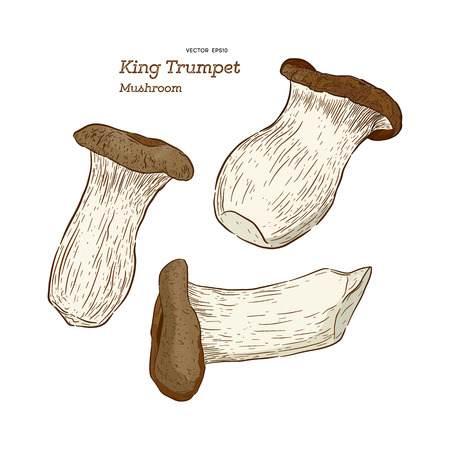 Mushroom Type King Trumpet Vector Illustration - Vectorのイラスト素材