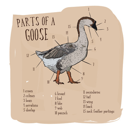 Part of goose, hand draw sketch vector.のイラスト素材