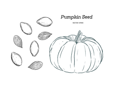 Pumpkin seed, hand draw sketch vector.のイラスト素材