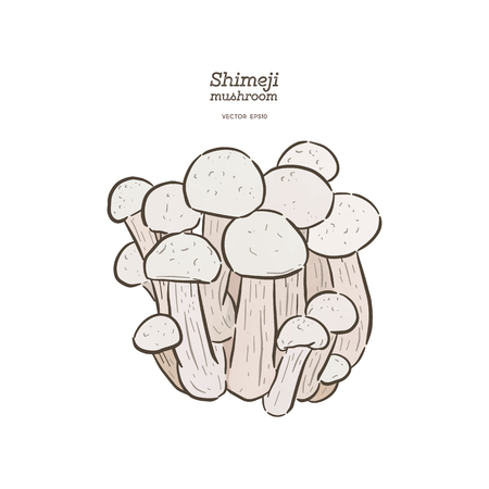 Hand drawing a gourmet mushroom Shimeji. Style Vintage engraving. Vector illustration art. Isolated objects of nature. Cooking food design. - Vector - Vectorのイラスト素材