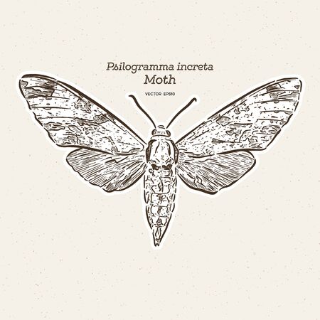 Psilogramma increta, the plain grey hawkmoth, is a moth of the family Sphingidae. hand draw sketch vector.のイラスト素材