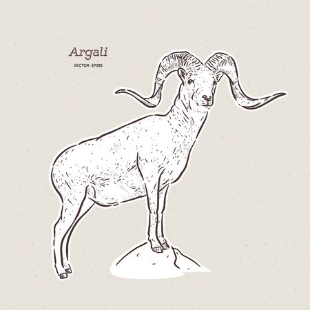 The argali, or the mountain sheep (species Ovis ammon), hand draw sketch vector.のイラスト素材