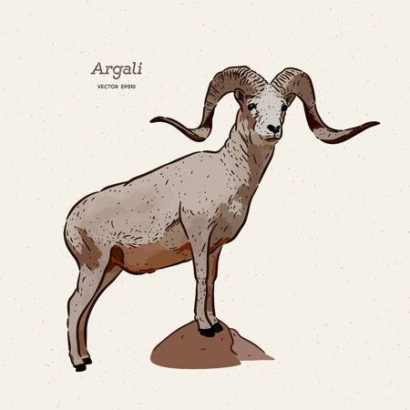 The argali, or the mountain sheep (species Ovis ammon), hand draw sketch vector.のイラスト素材