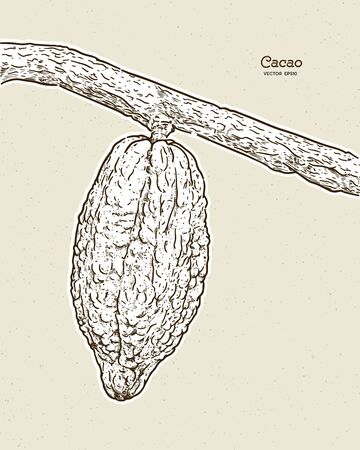 Cocoa beans illustration, hand draw sketch vector.のイラスト素材