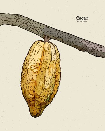 Cocoa beans illustration, hand draw sketch vector.のイラスト素材
