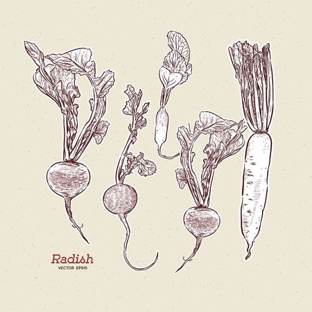 Radish, hand draw sketch vector.のイラスト素材