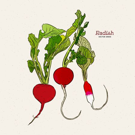 Radish, hand draw sketch vector.のイラスト素材