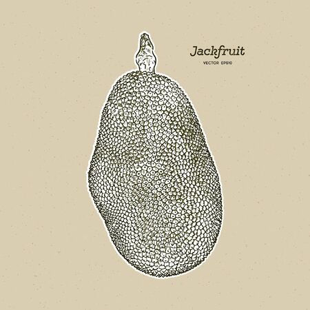 The jackfruit, also known as jack tree, hand draw sketch vector.のイラスト素材