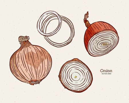 Onion, hand draw sketch vector.のイラスト素材