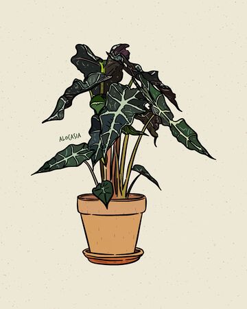 Alocasia is a genus of broad-leaved rhizomatous or tuberous perennial flowering plants from the family Araceae. Hand draw sketch vector.のイラスト素材