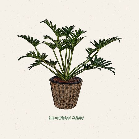 Philodendron xanadu is a plant that belongs to the family Araceae and subgenus Meconostigma, hand draw sketch vector.のイラスト素材