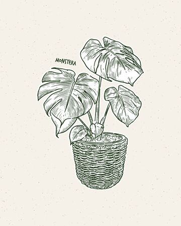 Monstera deliciosa, also known as the Swiss Cheese plant, hand draw sketch vector.のイラスト素材