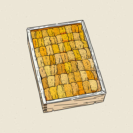 japanese green sea urchin roe, ezo bafun uni, sushi and sashimi ingredients. Hand draw sketch vector.のイラスト素材