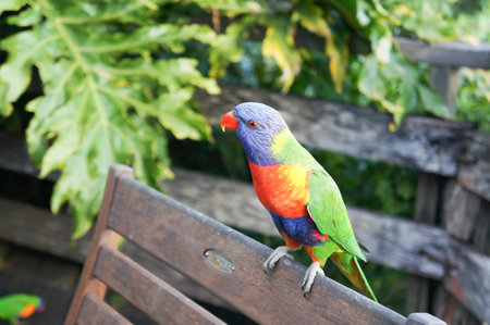 lorikeetの写真素材