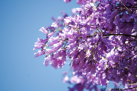 jacarandaのeditorial素材