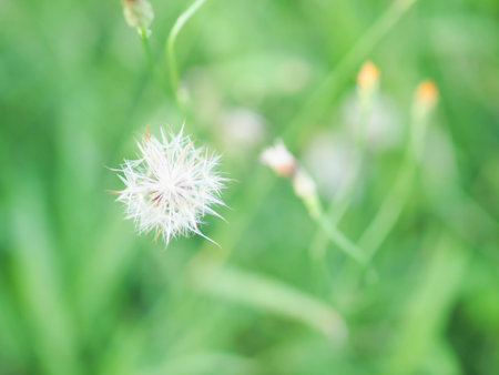 dandelionの写真素材