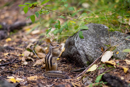 a Chipmunk eats a nut in a forest in the taiga.の写真素材
