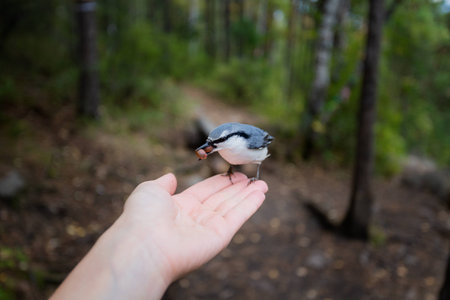 nuthatch on the hand in the parkの写真素材