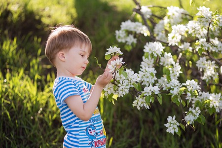 Little boy playing in blooming garden.の写真素材