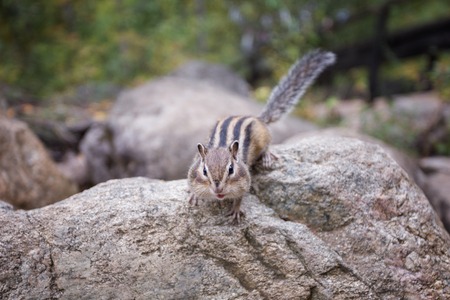 a Chipmunk eats a nut in a forest in the taiga.の写真素材