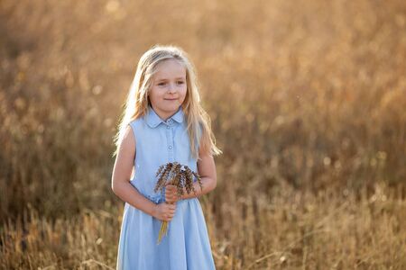 A little blonde girl is standing in a wheat field in summer with spikelets in her hands.の写真素材