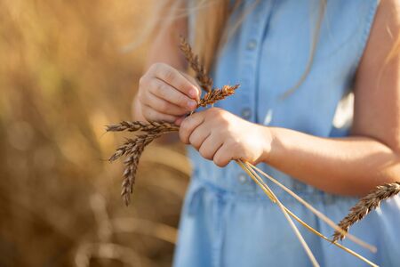 A little blonde girl is standing in a wheat field in summer with spikelets in her hands.の写真素材