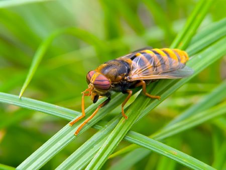 Close up a fly tabanus (Hybornitra tarandina). Profile. South of Russian Far East, Primorye.