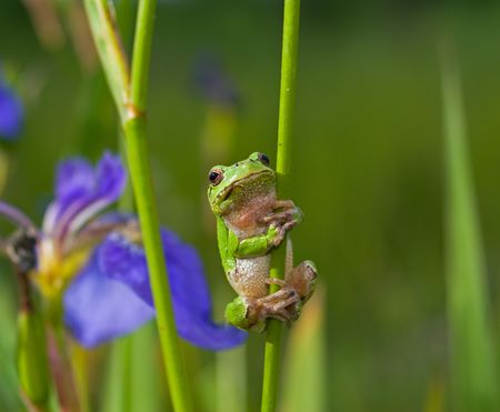 A close-up of a frog hyla (Hyla japonica) on haulm of iris. Russian Far East, Primorye.