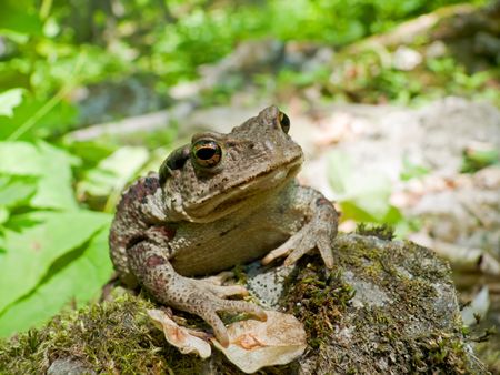A close up of a toad (Bufo gargarizans) on stones with moss.  Russian Far East, Primorsky Region.   ...