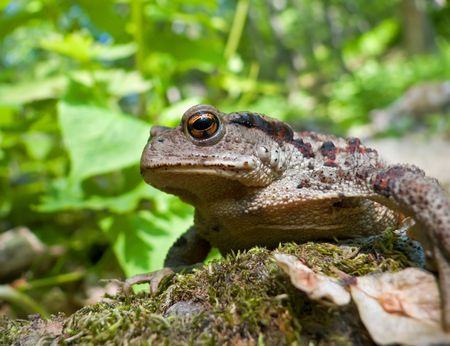 A close up of a toad (Bufo gargarizans) on stones with moss. Profile.  Russian Far East, Primorsky...