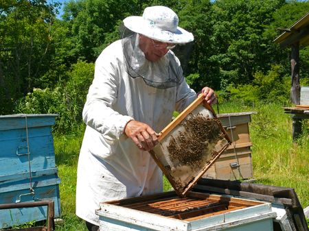 A beekeeper in veil at apiary among hives. Summer, sunny day. Russian Far East, Primorye. 